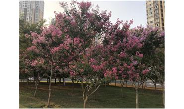 夏秋季節(jié)，錫城首次驚現(xiàn)紫薇花開美景
